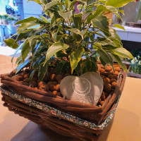 fleuriste saint-etienne-du-gres-fleurs mariage alpilles-decorations florales saint remy de provence-decorations evenements maillane-fleurs deuil fontvieille-bouquets de fleurs maussane